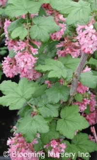 Ribes sanguineum 'Spring Shower'                  